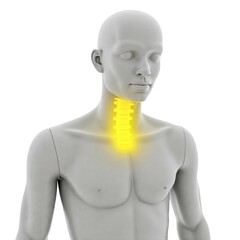 Obraz premium x-default Human Anatomy Cervical Spine 3D Model