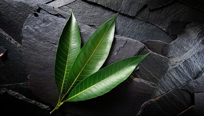 lush dark green mango tree leaves elegantly arranged on a textured black stone background highlighting vivid contrasts and natural beauty