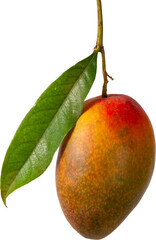 Manga fruit