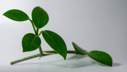 Fototapeta premium Fresh leaves on a branch