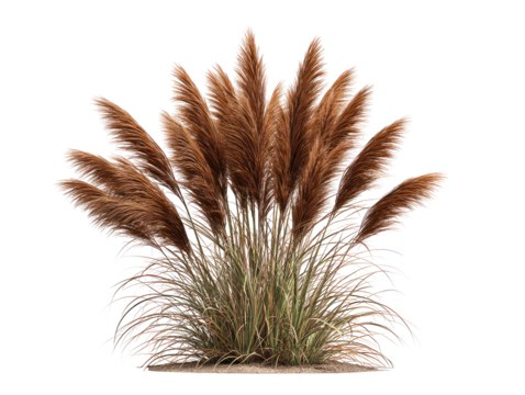 Ornamental grass, reddish-brown plumes