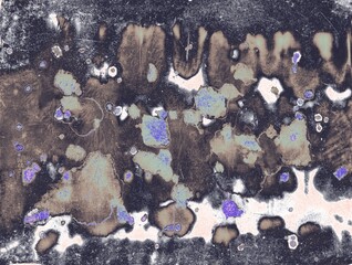 sea shells on the beach