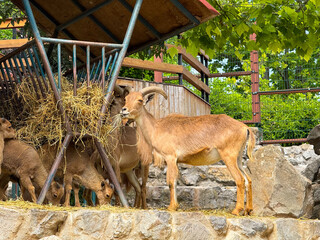 Barbary sheep standing at hay feeder. Mountain ungulate, horned mammal and wildlife species...