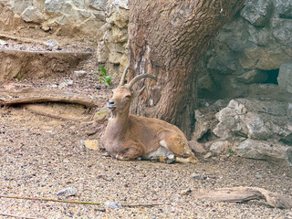 Mountain goat resting under a tree. Wildlife, adaptation, and survival in rocky habitats.