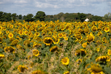 Naklejka premium Sunflower fields blue sky summer flower landscape