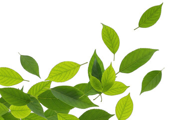 Fresh Green Leaves Grouped and Scattered on a Transparent Background Bright, Detailed