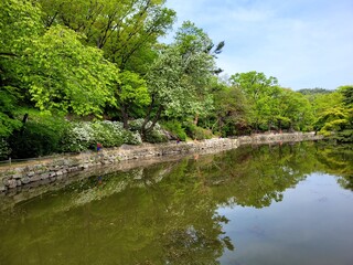 Fototapeta premium Changgyeonggung Palace – Peaceful Garden and Lotus Pond
