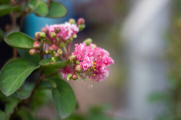 Closeup of delicate pink crape myrtle flowers blooming on a branch