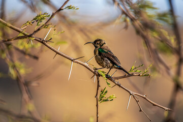 Colibri perché sur une branche