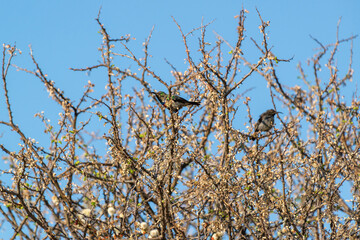Colibris perchés dans un arbre