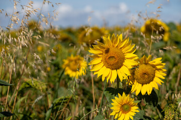 Obraz premium Bumble bee sunflower 