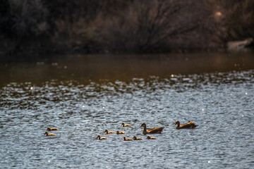 Canards du Cap, adultes et poussins © PPJ