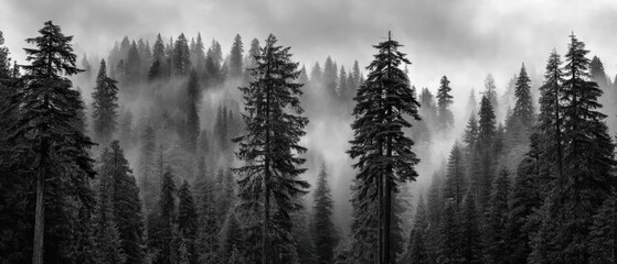 Obraz premium Tall evergreen trees rise through dense fog in a mysterious, monochrome forest landscape
