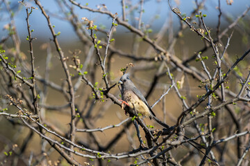 Coliou huppé perché dans un arbre