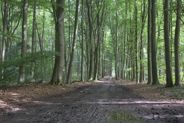 A peaceful quiet in the beautiful forest