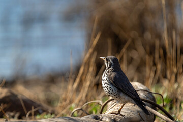 Pipit posé sur une rocher au bord d'e l'eau