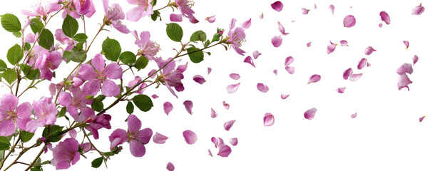 Delicate pink blossoms and petals