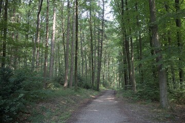 A peaceful quiet in the beautiful forest