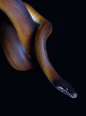 white lipped python