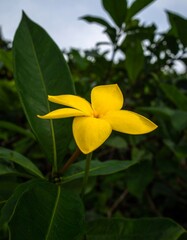 Bright yellow flower in garden (1)