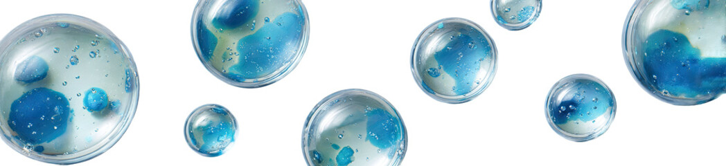 Petri Dishes with Blue Colonies