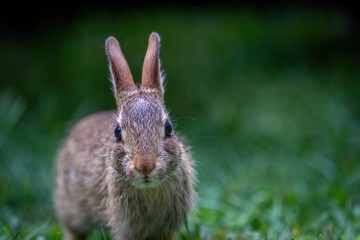 Baby Cottontail rabbit in Massachusetts