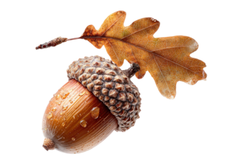 Autumnal acorn and leaf
