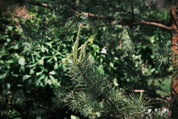 Close-up of pine tree branch