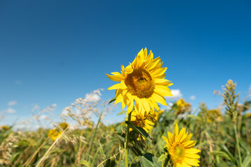 Sunflower close up flower field