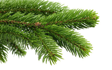 Close-up of a vibrant green fir branch (1)