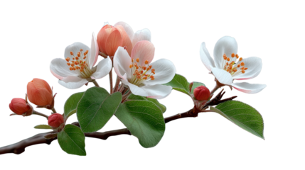 Blossoming Spring: Delicate white and pink blossoms adorn a branch, set against a clean backdrop, conveying a sense of purity and the fresh beginnings of spring.