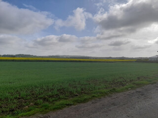 Green Farmland with Yellow Crop Strip and Cloudy Sky