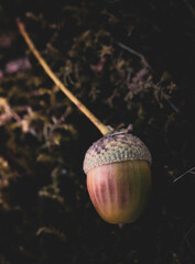 acorn on a green background