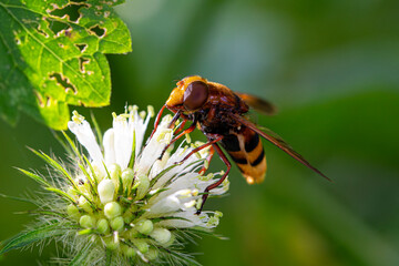 bee on a flower