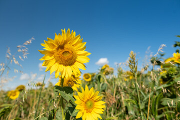 Sunflower close up flower field