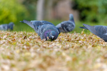 Pigeons foraging on autumn leaves in the park