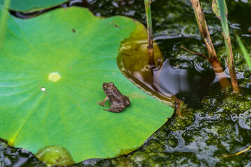 Small frog resting on green lotus leaf in pond