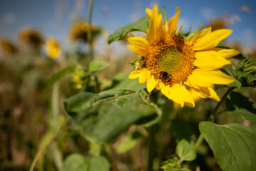 Bumble bee sunflower 