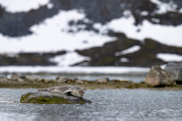 Harbor seal resting on a rock in the icy fjords of Svalbard, a serene glimpse into the Arctic’s untouched wilderness.