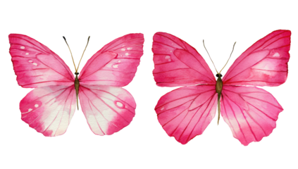 Two pink butterflies