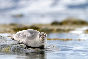 Fototapeta premium Harbor seal resting on a rock in the icy fjords of Svalbard, a serene glimpse into the Arctic’s untouched wilderness.