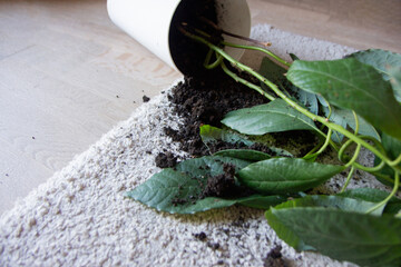 Fallen potted plant on carpet with spilled soil and overturned flower pot