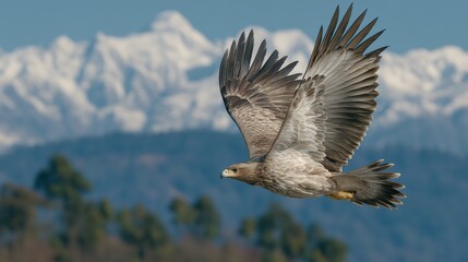 Obraz premium Majestic Eagle Soaring Above Snow-Capped Mountains at Sunset