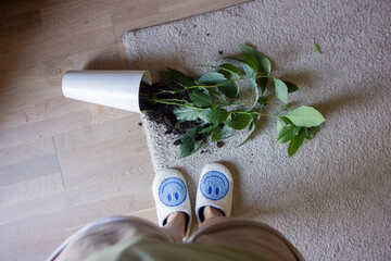 Fallen potted plant on carpet with spilled soil and overturned flower pot