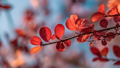 A close-up of a branch with vibrant red leaves, illuminated by warm sunlight against a blurred, pale blue background.  The leaves are oval-shaped and densely clustered