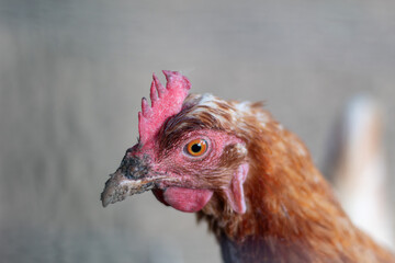 close up of a chicken
