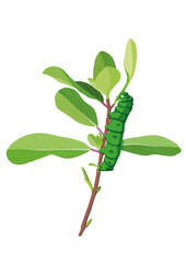 the leaf eating caterpillar on white background illustration vector