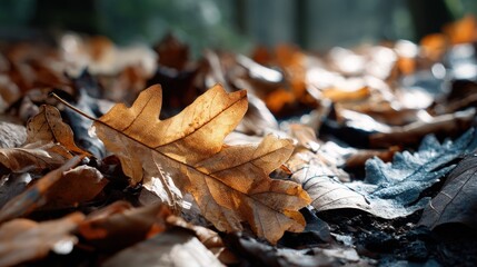 Close-up view of a fallen, sunlit oak leaf amidst a collection of autumn leaves on the forest floor.