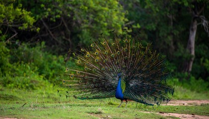 Peacock displaying vibrant plumage in a lush green forest