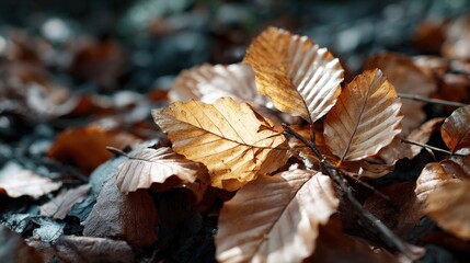 A close-up view of fallen, sun-drenched autumn leaves on the forest floor, showcasing intricate veining and warm, golden hues.